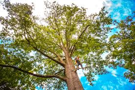 Best Storm Damage Tree Cleanup  in One Loudoun, VA