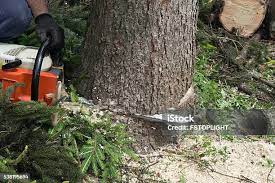 Best Tree Maintenance Programs  in One Loudoun, VA