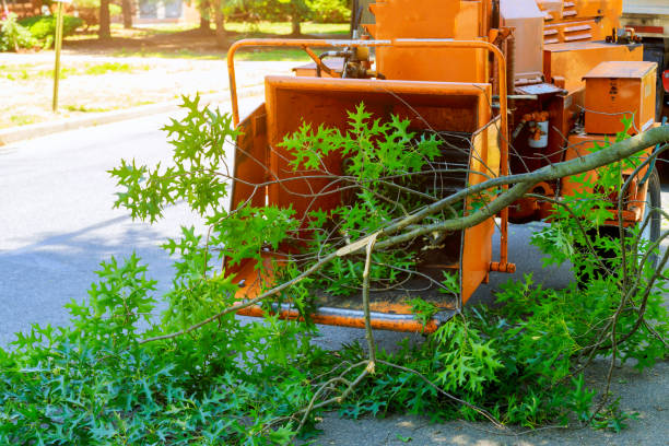 Best Grass Overseeding  in One Loudoun, VA