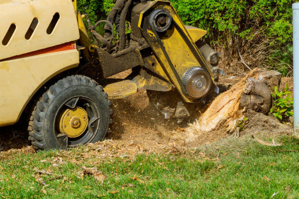 How Our Tree Care Process Works  in  One Loudoun, VA