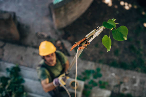 Best Root Management and Removal  in One Loudoun, VA
