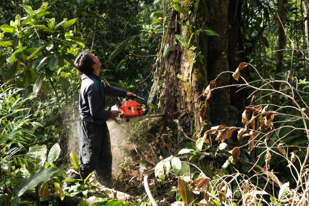 Professional Tree Services in One Loudoun, VA