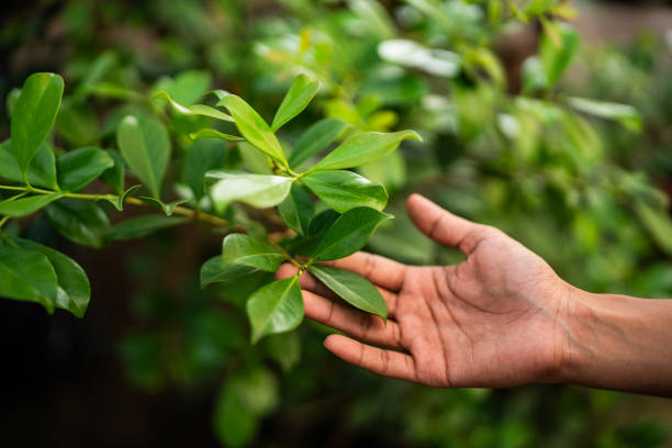 Best Fruit Tree Pruning  in One Loudoun, VA