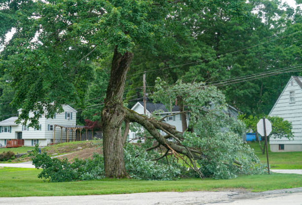 Best Utility Line Clearance  in One Loudoun, VA