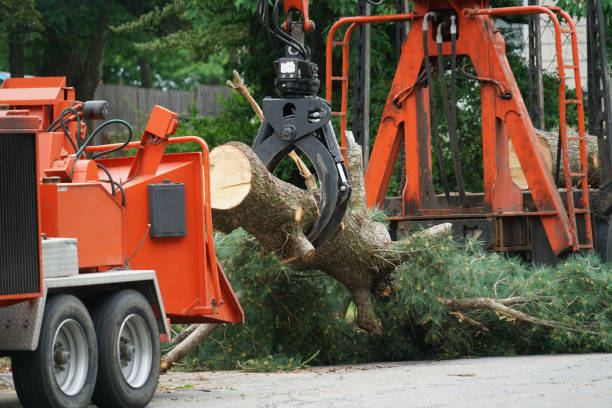 Best Hedge Trimming  in One Loudoun, VA