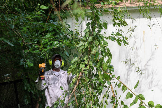 Best Tree Health Inspection  in One Loudoun, VA