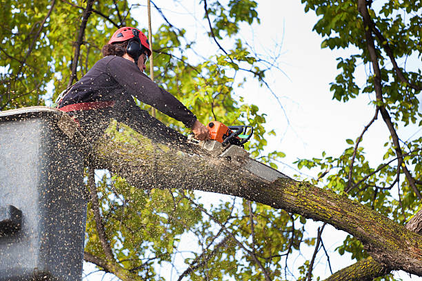 Best Tree Risk Assessment  in One Loudoun, VA
