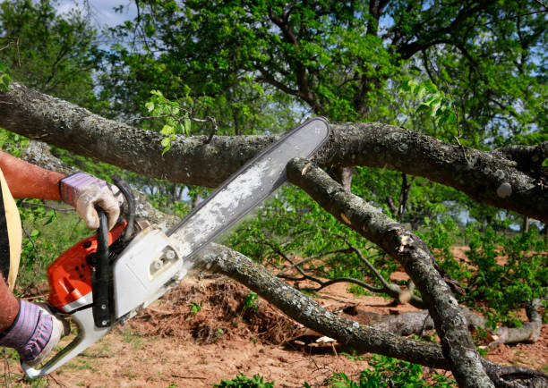 Best Arborist Consultation Services  in One Loudoun, VA