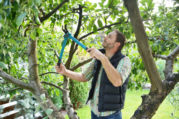 Best Tree Disease Treatment  in One Loudoun, VA